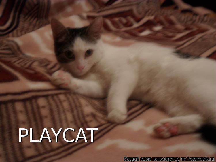 Котоматрица: PLAYCAT