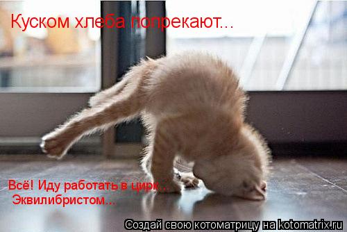 Котоматрица: Куском хлеба попрекают... Всё! Иду работать в цирк...  Эквилибристом...