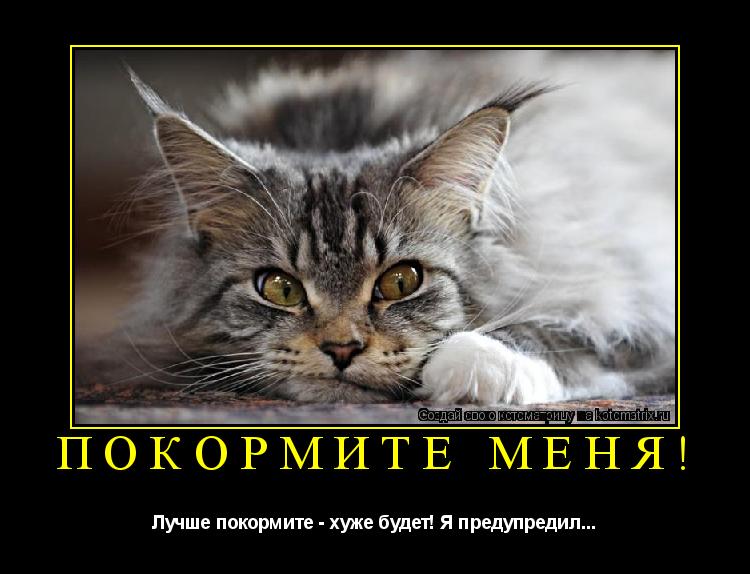 Покормите меня! Лучше покормите - хуже будет! Я предупредил...... Котоматрица: Покормите меня! Лучше покормите - хуже будет! Я предупредил...