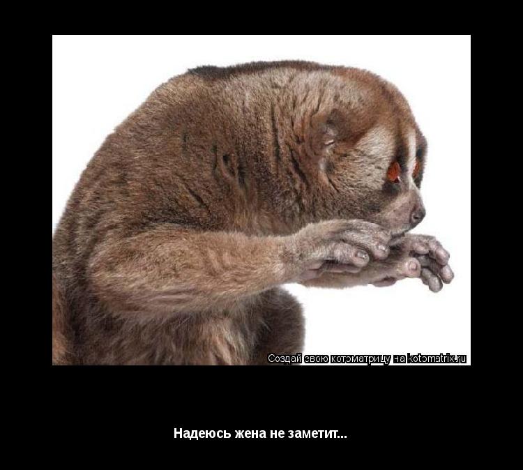 Побухать с корешами Надеюсь жена не заметит...... Котоматрица: Побухать с корешами Надеюсь жена не заметит...