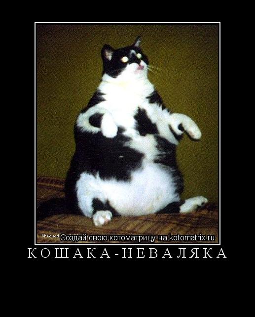 кошака-неваляка ... Котоматрица: кошака-неваляка