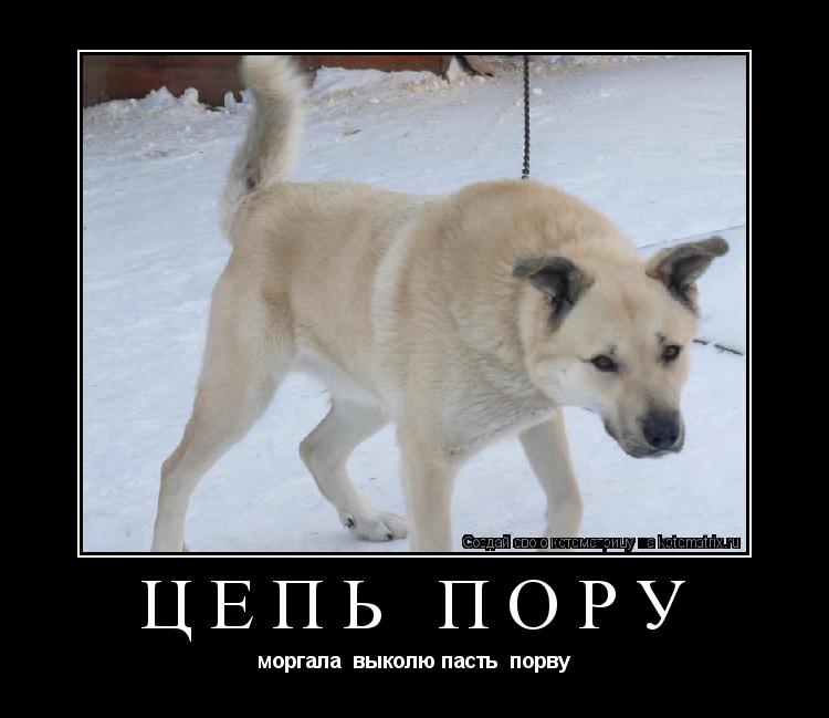 цепь пору моргала выколю пасть порву... Котоматрица: цепь пору моргала выколю пасть порву