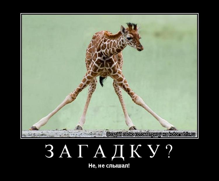 ЗАГАДКУ? Не, не слышал!... Котоматрица: ЗАГАДКУ? Не, не слышал!