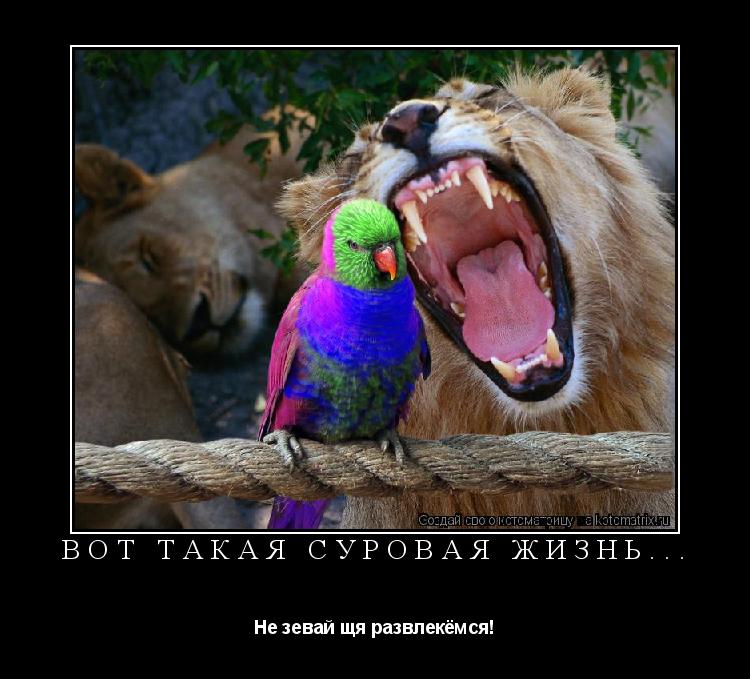 Вот такая суровая жизнь... Не зевай щя развлекёмся!... Котоматрица: Вот такая суровая жизнь... Не зевай щя развлекёмся!