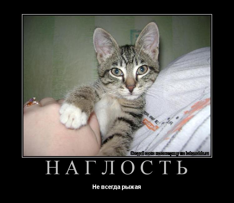 Котоматрица: Наглость Не всегда рыжая