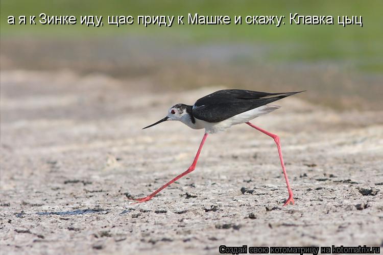 Котоматрица: а я к Зинке иду, щас приду к Машке и скажу: Клавка цыц