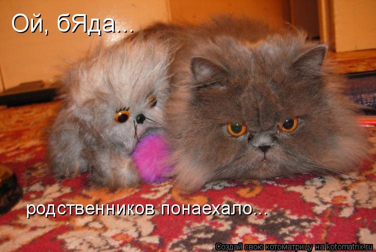Котоматрица: Ой, бЯда... родственников понаехало...