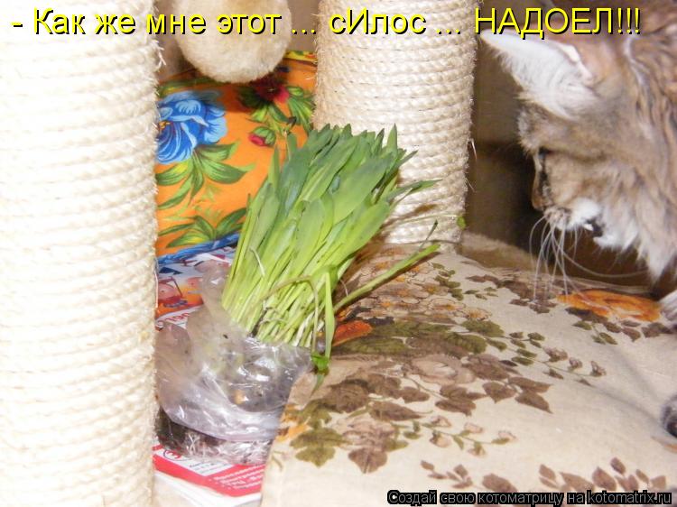Котоматрица: - Как же мне этот ... сИлос ... НАДОЕЛ!!!