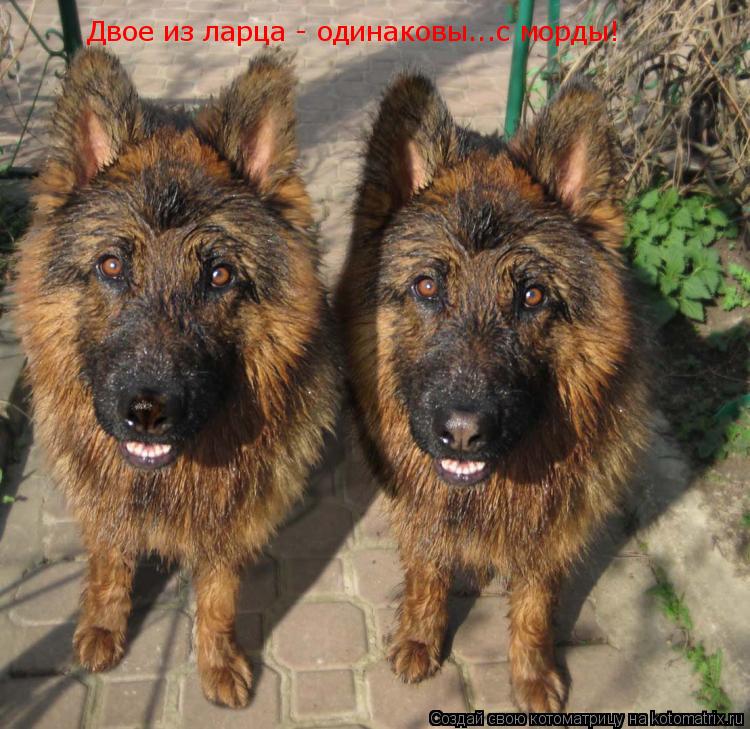 Котоматрица: Двое из ларца - одинаковы...с морды!