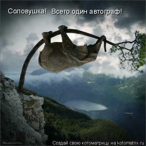 Котоматрица: Соловушка!   Всего один автограф!