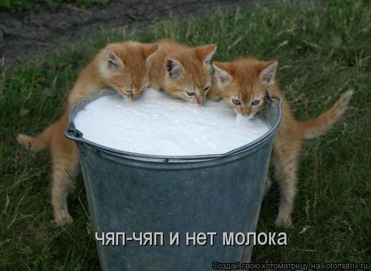 Котоматрица: чяп-чяп и нет молока