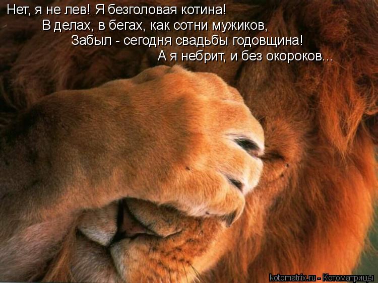 Нет, я не лев! Я безголовая котина! В делах, в бегах, как сотни мужиков, Забыл - сегодня свадьбы годо... Котоматрица: Нет, я не лев! Я безголовая котина! В делах, в бегах, как сотни мужиков, Забыл - сегодня свадьбы годовщина! А я небрит, и без окороков...