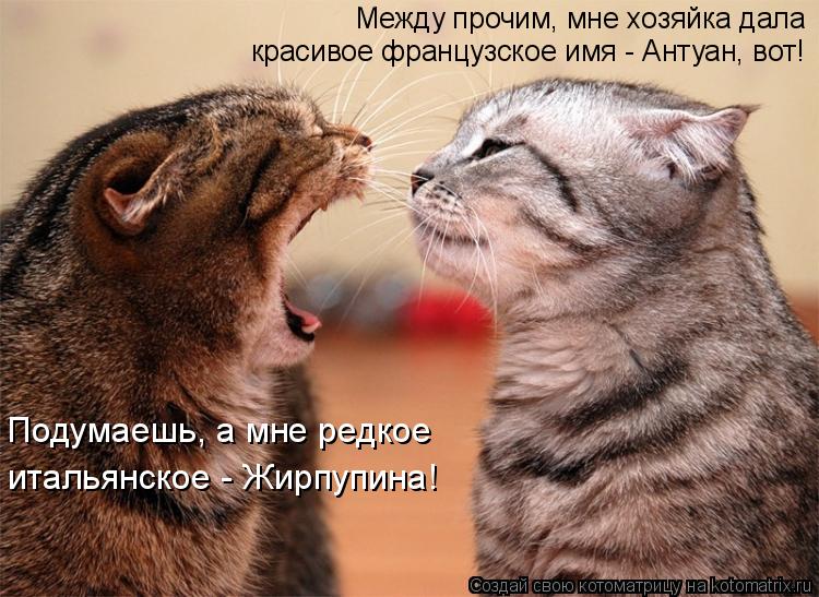 Котоматрица: Между прочим, мне хозяйка дала  красивое французское имя - Антуан, вот! Подумаешь, а мне редкое итальянское - Жирпупина!