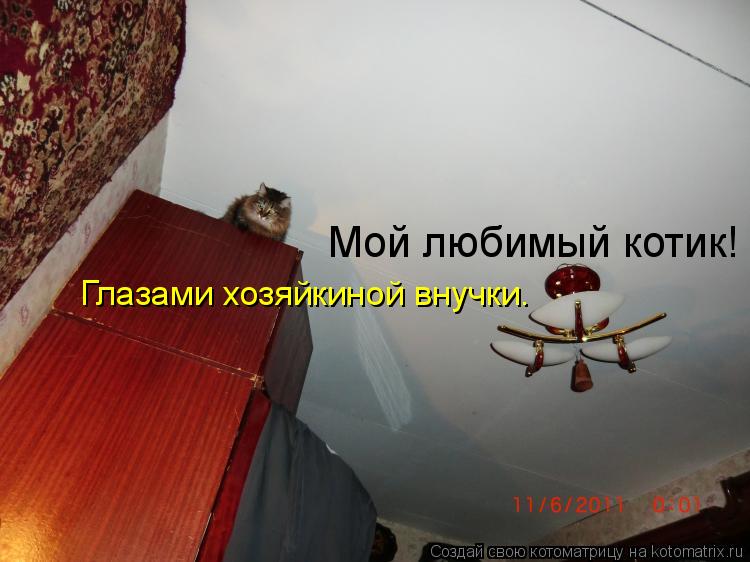 Котоматрица: Глазами хозяйкиной внучки. Мой любимый котик!