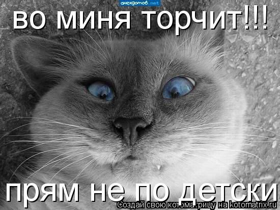 Котоматрица: во миня торчит!!! прям не по детски
