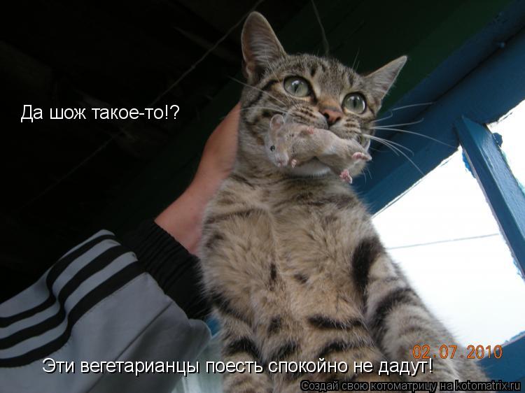 Котоматрица: Да шож такое-то!?  Эти вегетарианцы поесть спокойно не дадут!