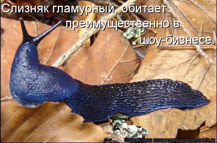 Котоматрица: Слизняк гламурный, обитает  преимущественно в  шоу-бизнесе.