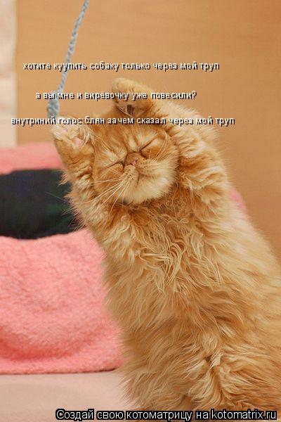Котоматрица: хотите куупить собаку только через мой труп а вы мне и вирёвочку уже повесили? внутриний голос:блян зачем сказал через мой труп