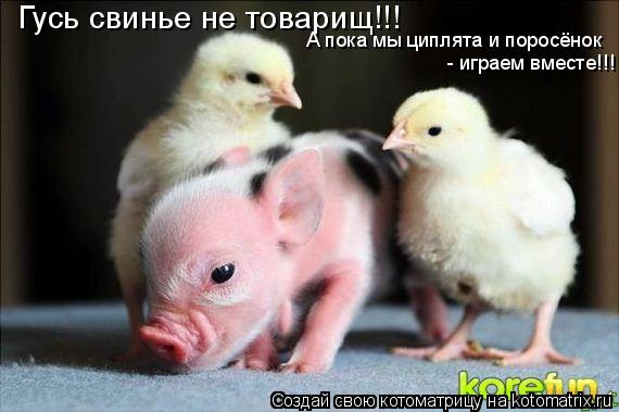 Котоматрица: Гусь свинье не товарищ!!! А пока мы циплята и поросёнок - играем вместе!!!
