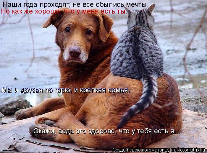 Котоматрица: Мы и друзья по горю, и крепкая семья. Мы и друзья по горю, и крепкая семья. Наши года проходят, не все сбылись мечты. Но как же хорошо, что у мен