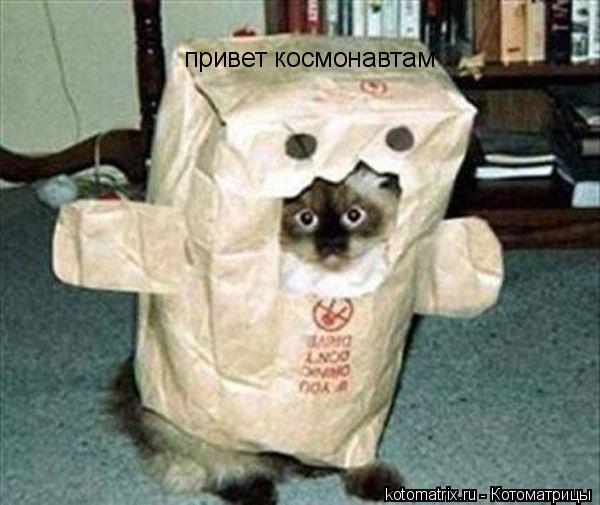 Котоматрица: привет космонавтам