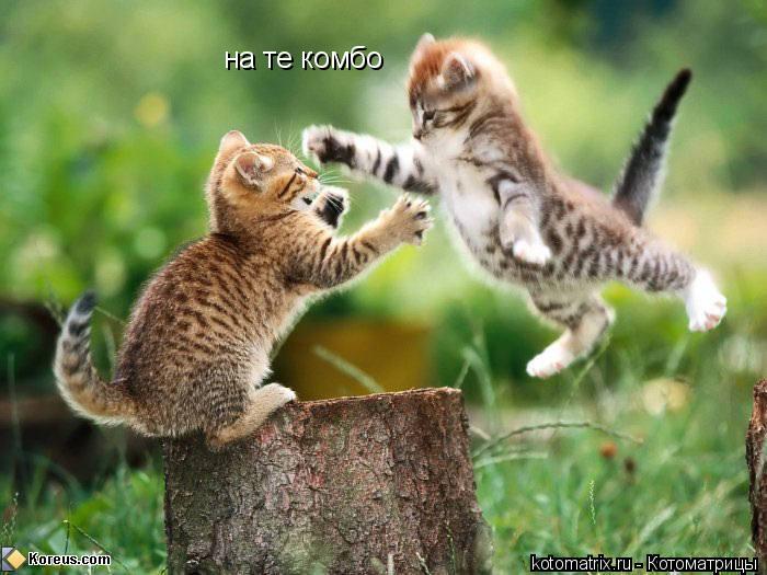 Котоматрица: на те комбо