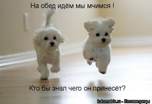 Котоматрица: На обед идём мы мчимся ! Кто бы знал чего он принесёт?
