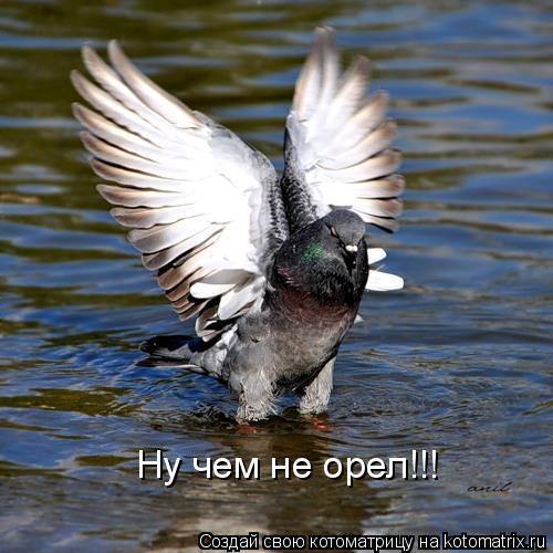 Котоматрица: Ну чем не орел!!!