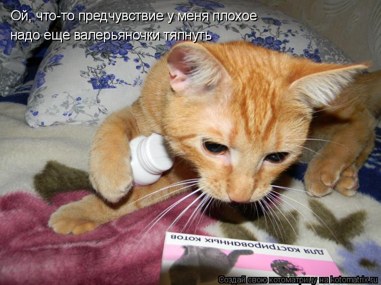 Котоматрица: Ой, что-то предчувствие у меня плохое надо еще валерьяночки тяпнуть
