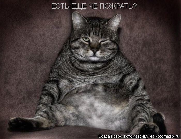 Котоматрица: ЕСТЬ ЕЩЕ ЧЕ ПОЖРАТЬ?