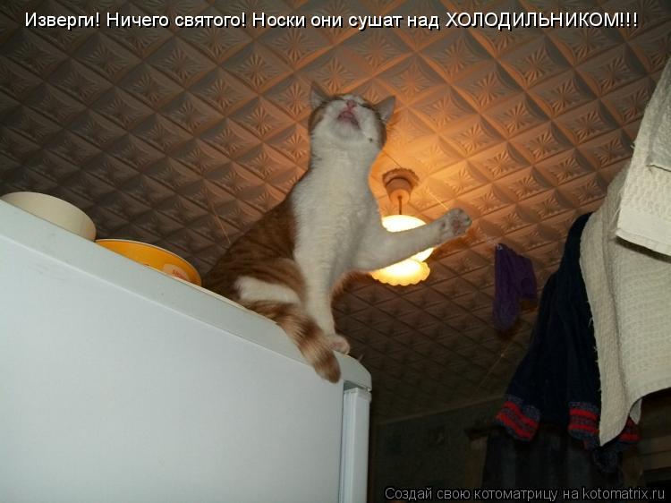 Котоматрица: Изверги! Ничего святого! Носки они сушат над ХОЛОДИЛЬНИКОМ!!!