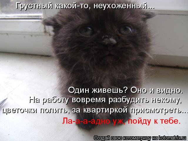 Котоматрица: Грустный какой-то, неухоженный... Один живешь? Оно и видно.  На работу вовремя разбудить некому,  цветочки полить, за квартиркой присмотреть...