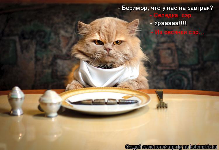 Котоматрица: - Беримор, что у нас на завтрак? - Селедка, сэр. - Урааааа!!!! - Из овсянки сэр...