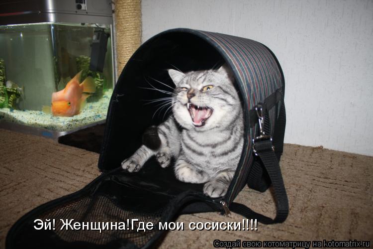 Котоматрица: Эй! Женщина!Где мои сосиски!!!!