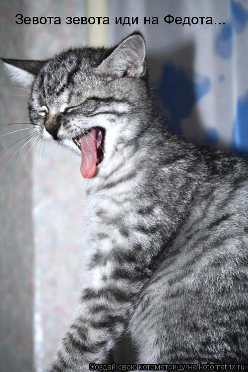 Котоматрица: Зевота зевота иди на Федота...