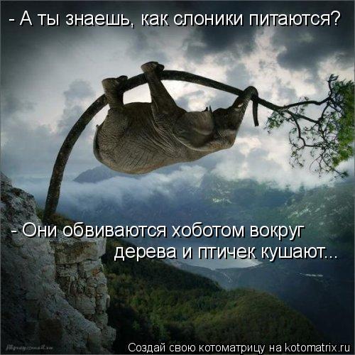 Котоматрица: - А ты знаешь, как слоники питаются? - Они обвиваются хоботом вокруг дерева и птичек кушают...