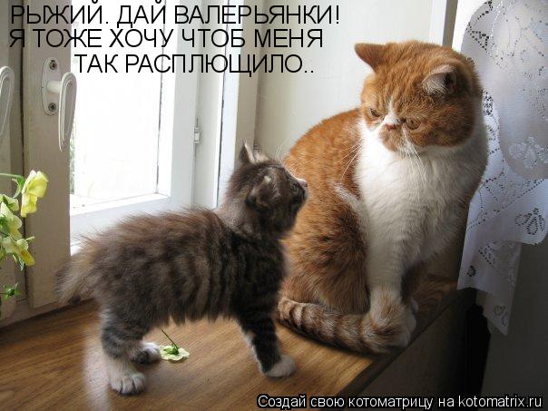 Котоматрица: РЫЖИЙ. ДАЙ ВАЛЕРЬЯНКИ! Я ТОЖЕ ХОЧУ ЧТОБ МЕНЯ ТАК РАСПЛЮЩИЛО..