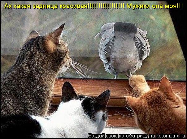 Котоматрица: Ах какая задница красивая!!!!!!!!!!!!!!!!! Мужики она моя!!! Ах какая задница красивая!!!!!!!!!!!!!!!!! Мужики она моя!!!