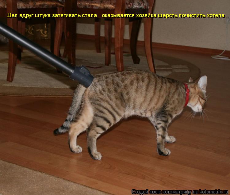 Котоматрица: Шел вдруг штука затягивать стала   оказывается хозяйка шерсть почистить хотела