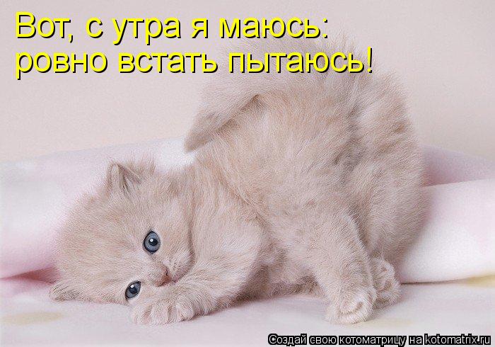 Вот, с утра я маюсь: ровно встать пытаюсь!... Котоматрица: Вот, с утра я маюсь: ровно встать пытаюсь!