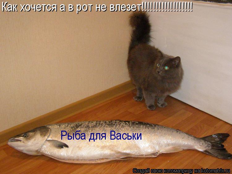 Котоматрица: Как хочется а в рот не влезет!!!!!!!!!!!!!!!!!! Рыба для Васьки