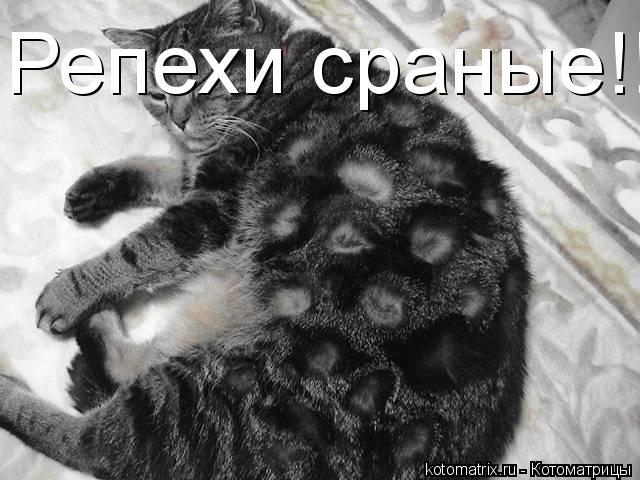 Репехи сраные!!!!!!!!... Котоматрица: Репехи сраные!!!!!!!!