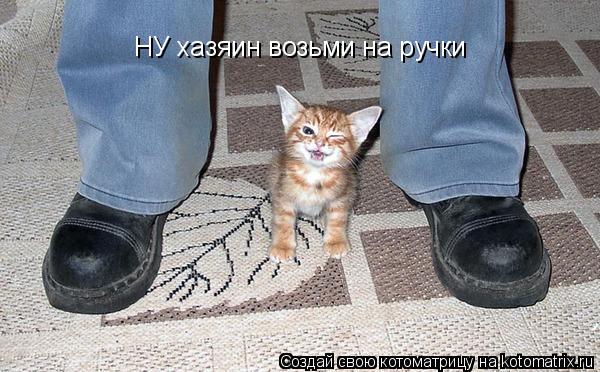 НУ хазяин возьми на ручки... Котоматрица: НУ хазяин возьми на ручки