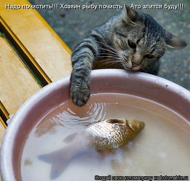 Котоматрица: Надо почистить!!! Хозяин рыбу почисть !!!Ато злится буду!!!