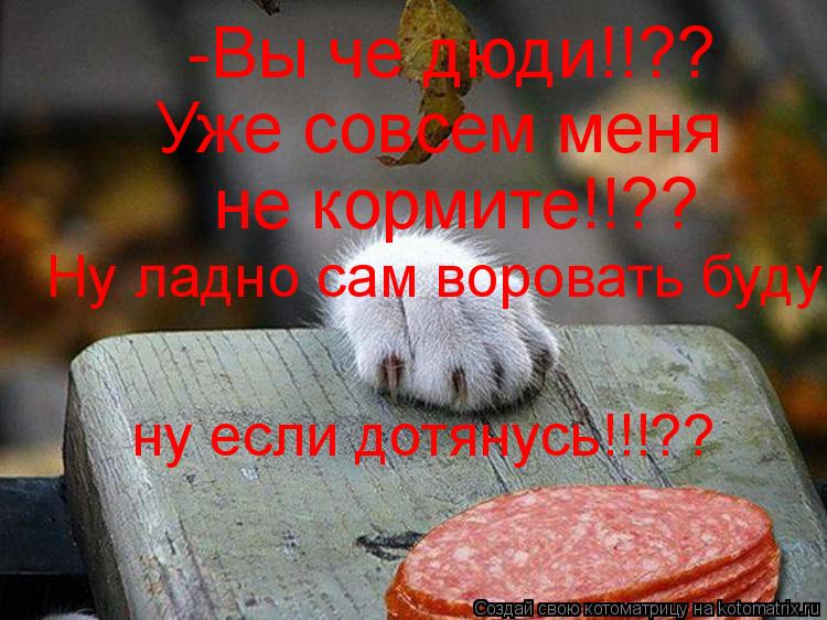 Котоматрица: -Вы че дюди!!?? Уже совсем меня не кормите!!?? Ну ладно сам воровать буду ну если дотянусь!!!??