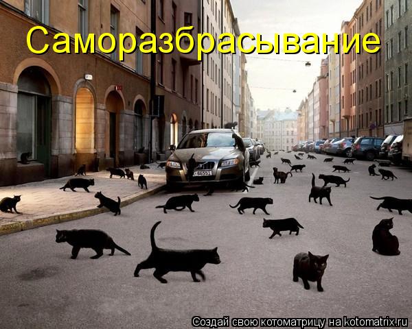 Котоматрица: Саморазбрасывание