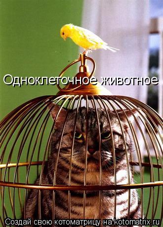 Котоматрица: Одноклеточное животное