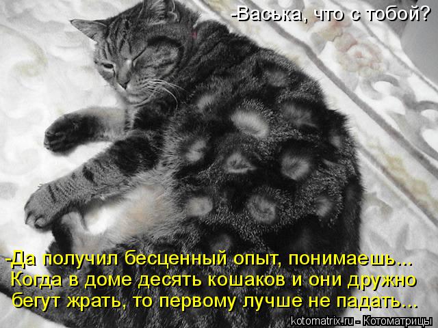 -Васька, что с тобой? -Да получил бесценный опыт, понимаешь... Когда в доме десять кошаков и они друж... Котоматрица: -Васька, что с тобой? -Да получил бесценный опыт, понимаешь... Когда в доме десять кошаков и они дружно бегут жрать, то первому лучше не падать.