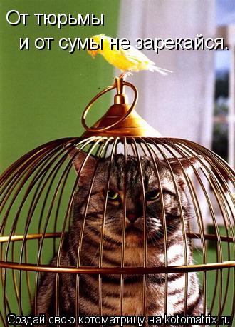 От тюрьмы и от сумы не зарекайся.... Котоматрица: От тюрьмы и от сумы не зарекайся.