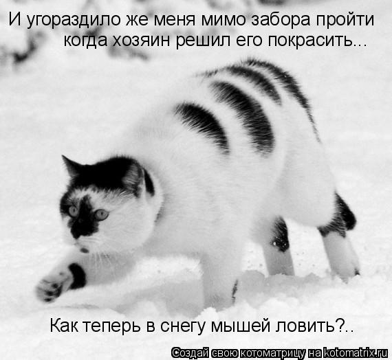И угораздило же меня мимо забора пройти когда хозяин решил его покрасить... Как теперь в снегу мышей ... Котоматрица: И угораздило же меня мимо забора пройти когда хозяин решил его покрасить... Как теперь в снегу мышей ловить?..